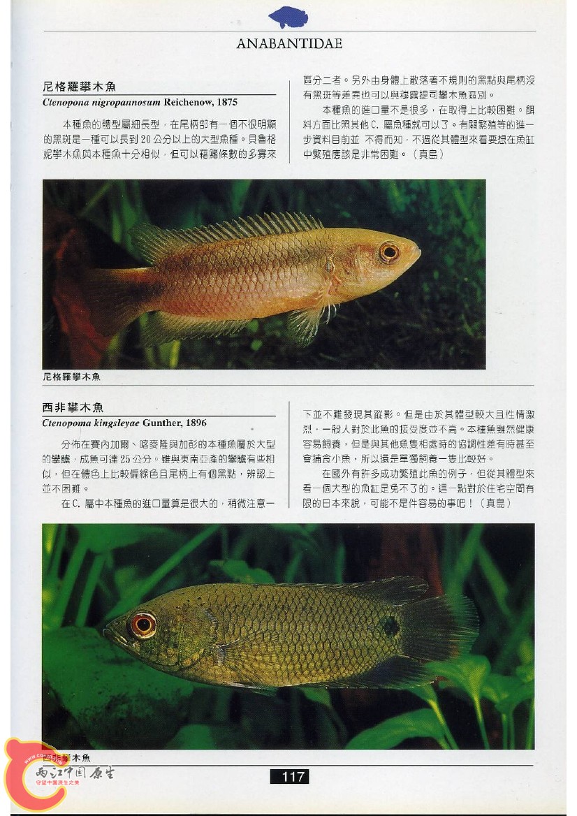 迷鳃鱼AAEN.jpg