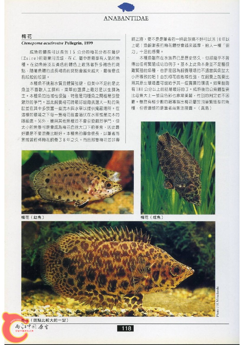 迷鳃鱼AAEO.jpg