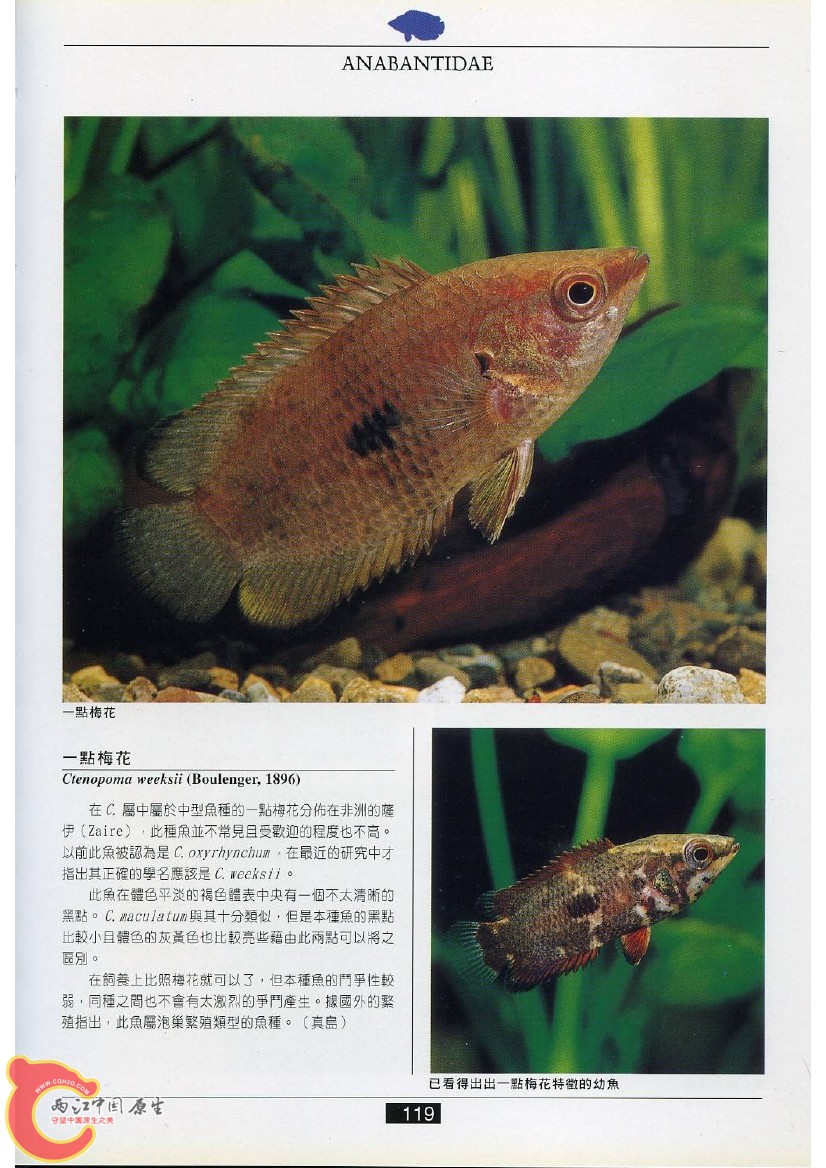 迷鳃鱼AAEP.jpg