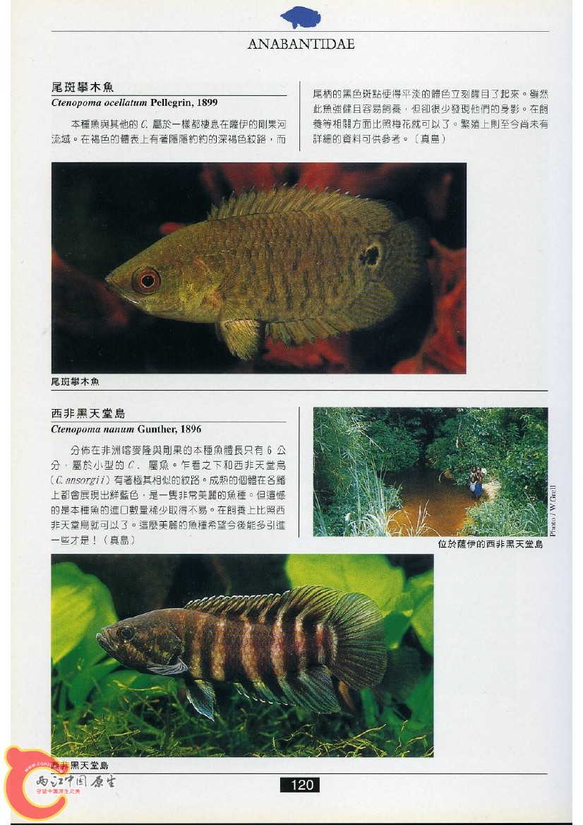 迷鳃鱼AAEQ.jpg