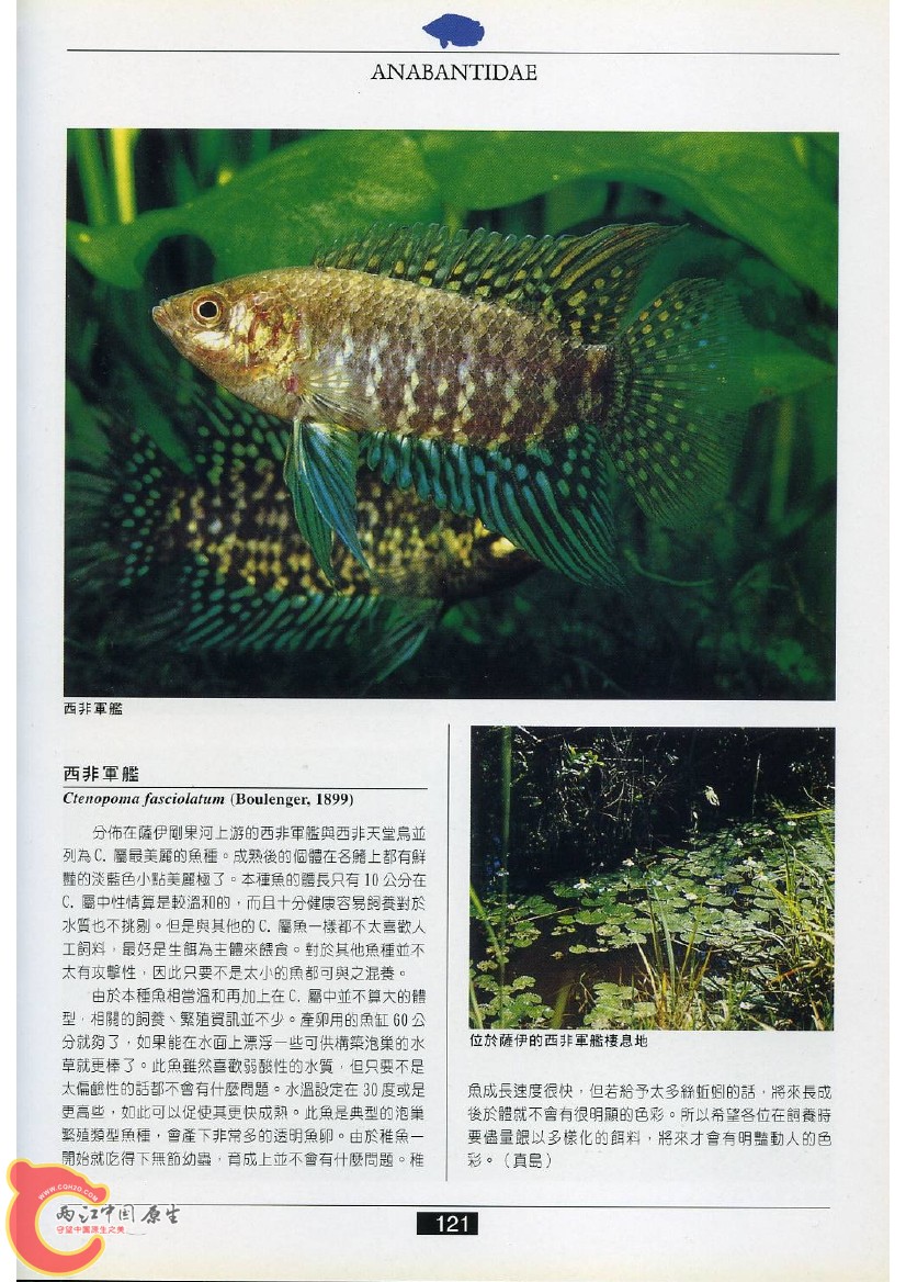 迷鳃鱼AAER.jpg