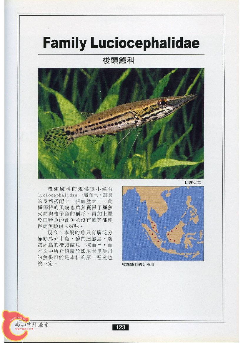 迷鳃鱼AAET.jpg