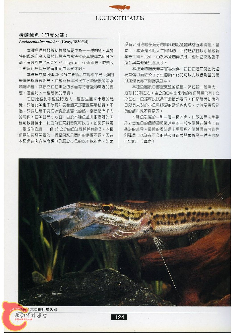 迷鳃鱼AAEU.jpg