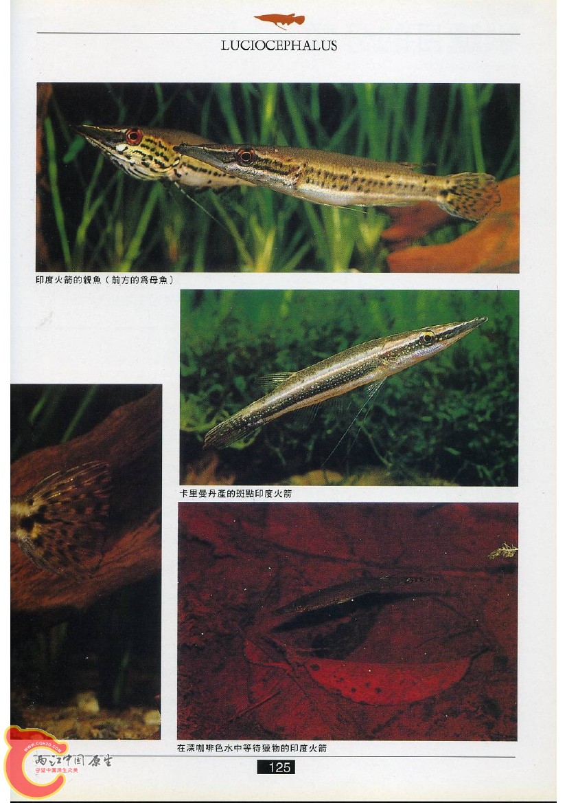 迷鳃鱼AAEV.jpg