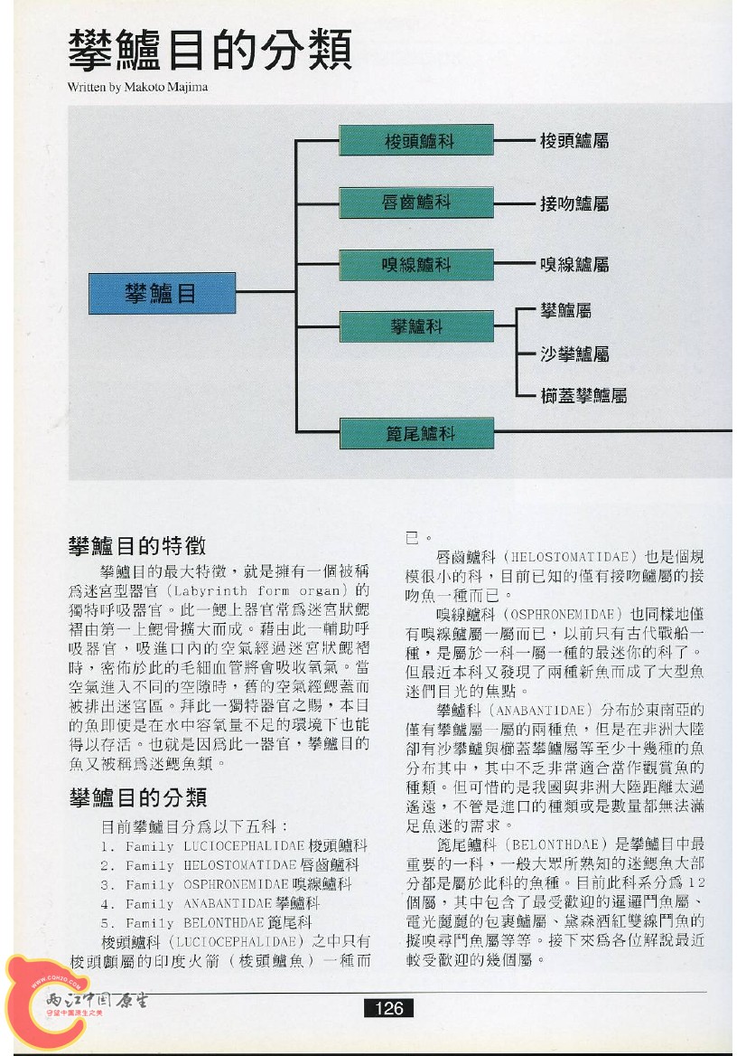 迷鳃鱼AAEW.jpg