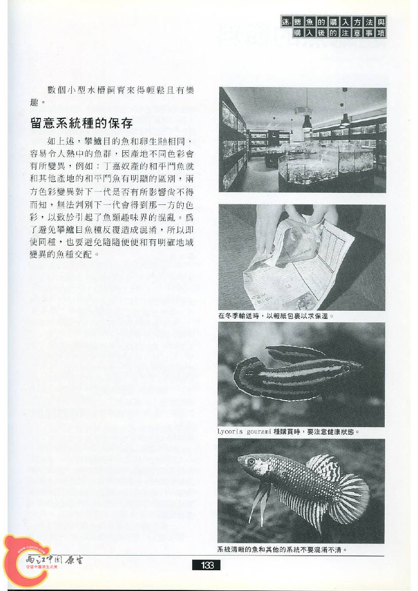迷鳃鱼AAFD.jpg