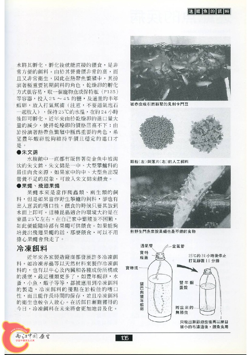 迷鳃鱼AAFF.jpg