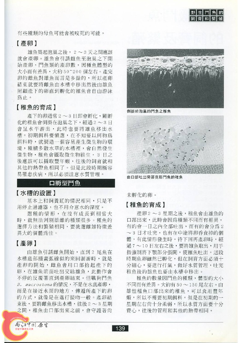 迷鳃鱼AAFJ.jpg