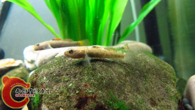 从未见开口的母神农