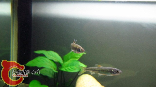 这是什么鱼呢？