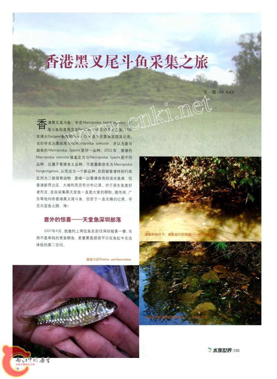 香港黑叉尾斗鱼采集之旅AAAA.jpg