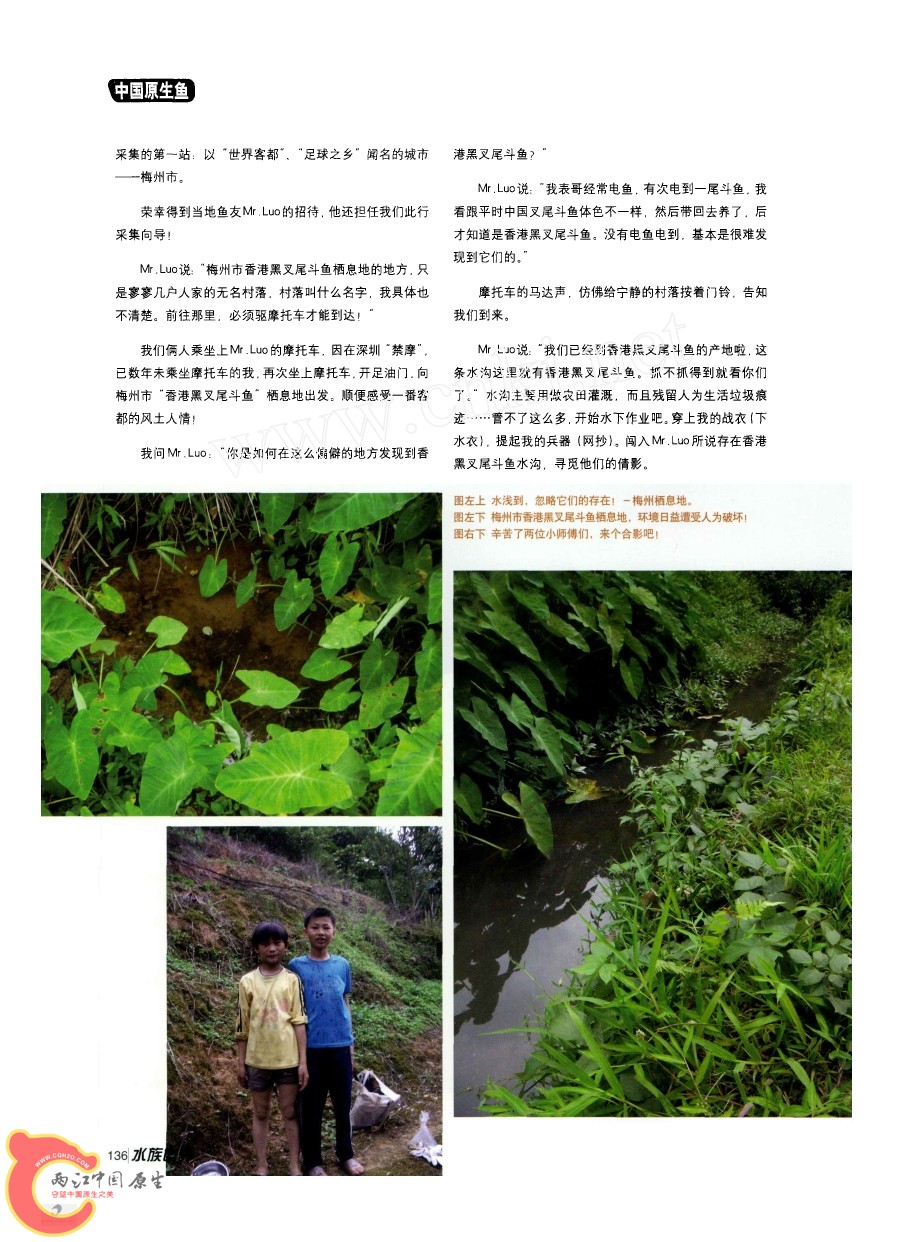 香港黑叉尾斗鱼采集之旅AAAD.jpg