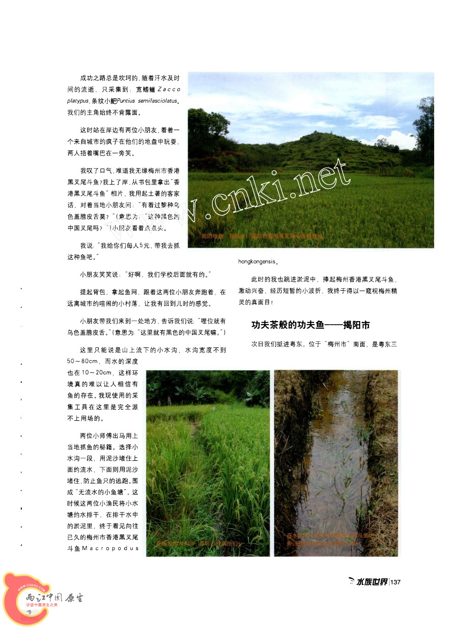 香港黑叉尾斗鱼采集之旅AAAE.jpg