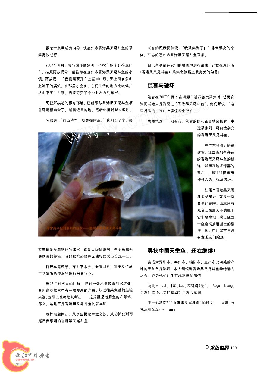 香港黑叉尾斗鱼采集之旅AAAG.jpg