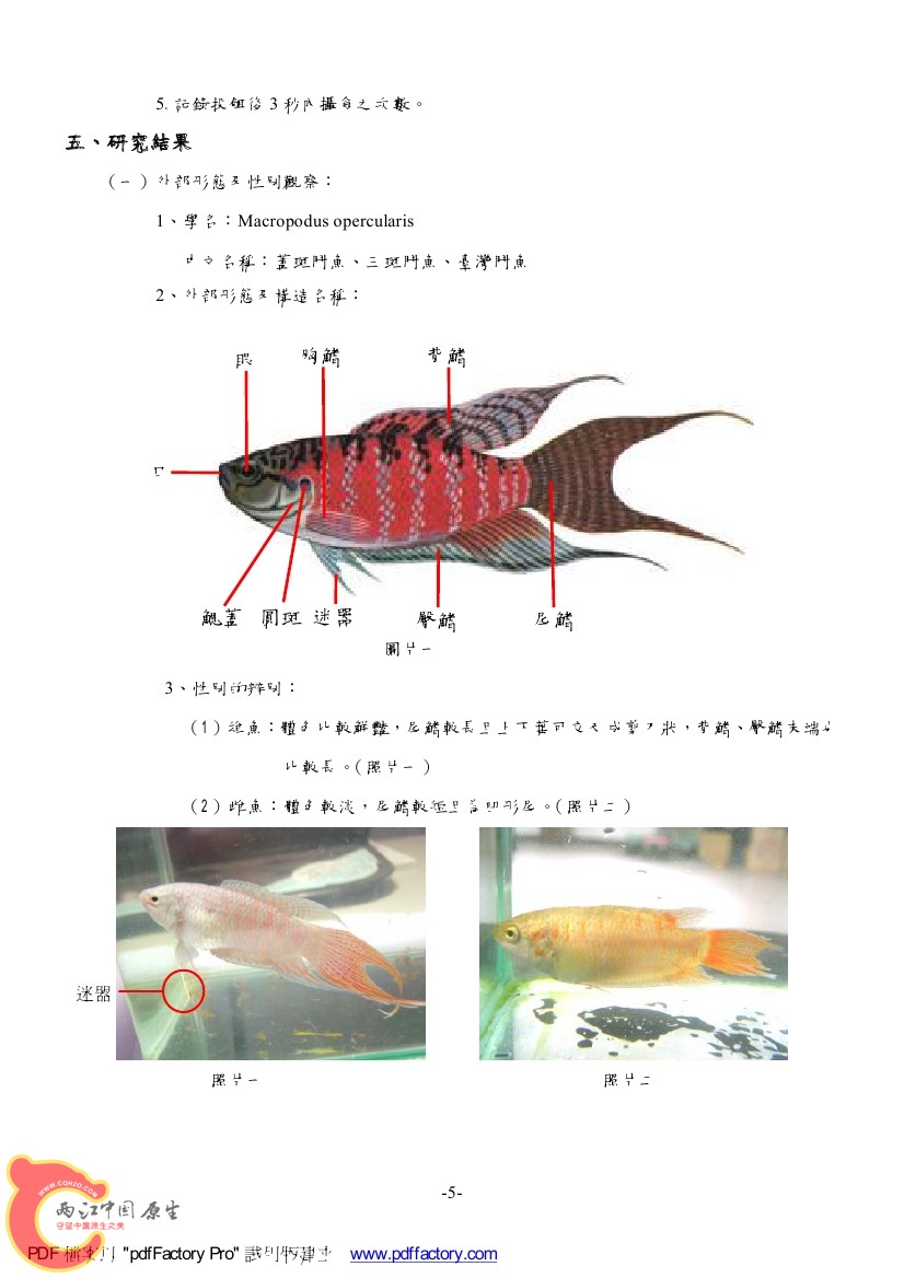 台灣天堂魚AAAF.jpg