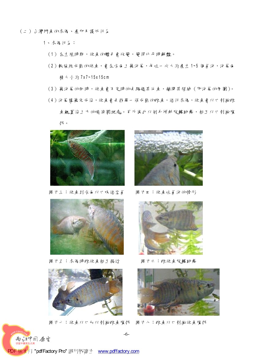 台灣天堂魚AAAG.jpg