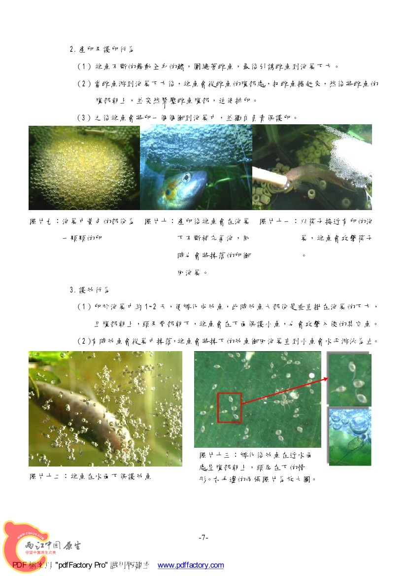 台灣天堂魚AAAH.jpg