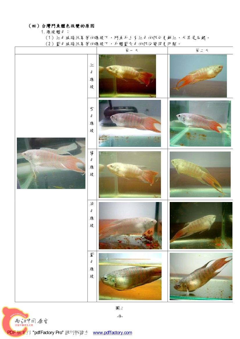 台灣天堂魚AAAJ.jpg