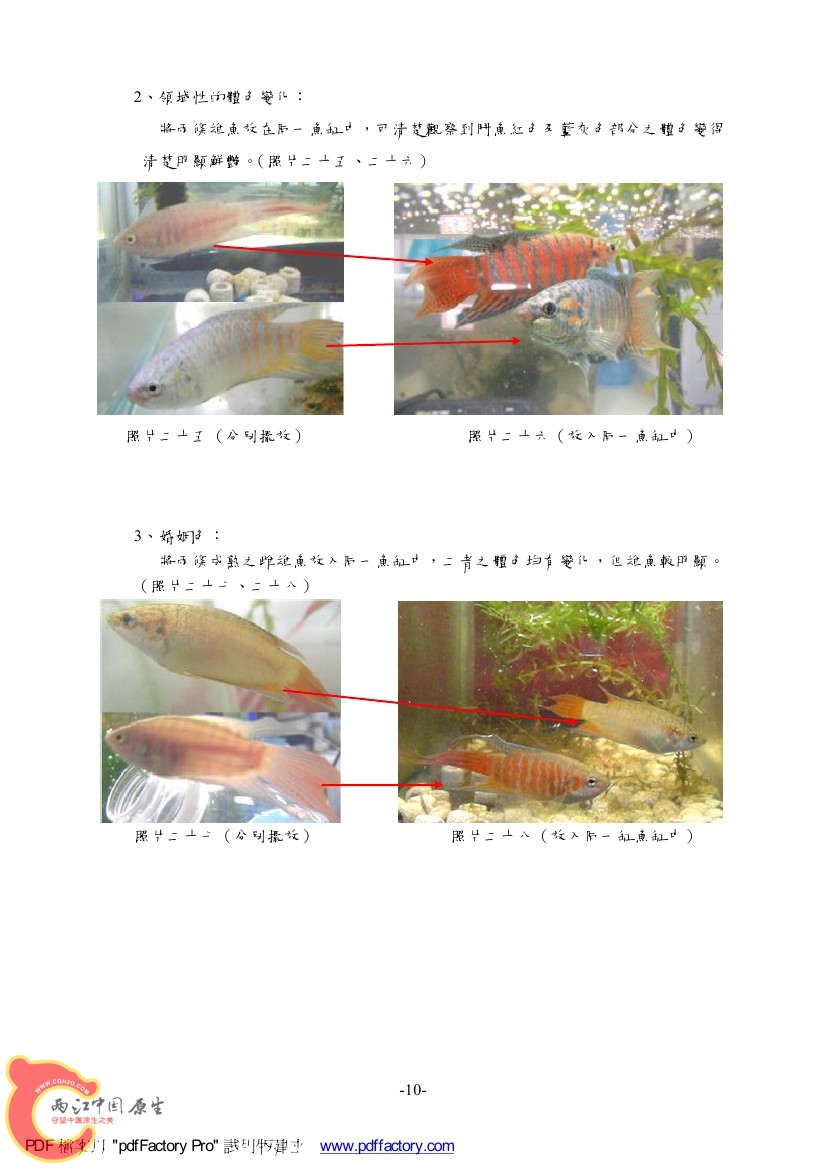 台灣天堂魚AAAK.jpg