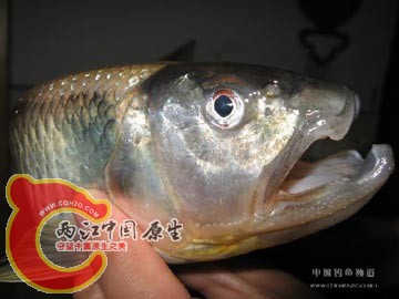马口.jpg