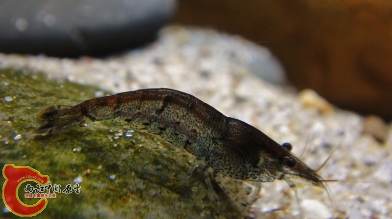 DSC02376 (800x448).jpg