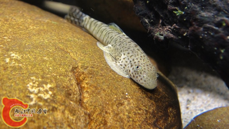 DSC02377 (800x450).jpg