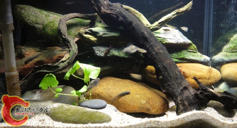 DSC02378 (800x432).jpg