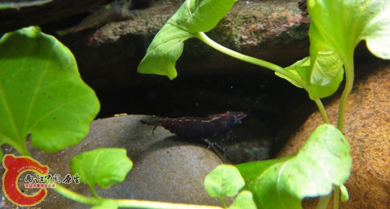 DSC02384 (800x429).jpg