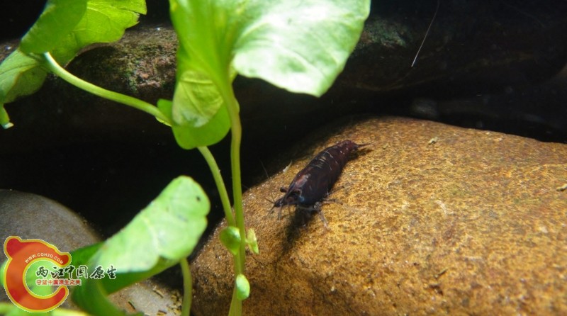 DSC02385 (800x446).jpg