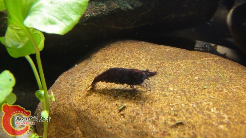 DSC02389 (800x451).jpg