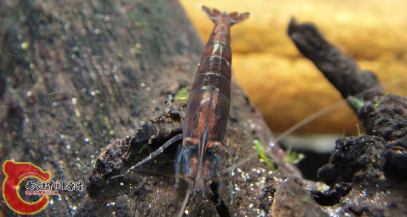 DSC02398 (800x428).jpg