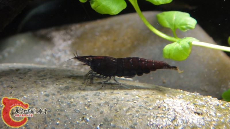 DSC02408 (800x451).jpg