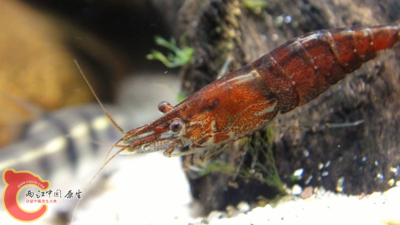 DSC02435 (800x451).jpg