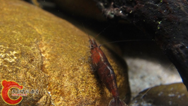 DSC02436 (800x451).jpg