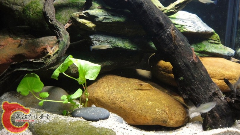 DSC02443 (800x451).jpg