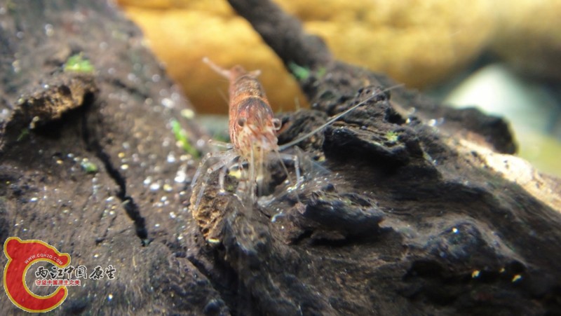 DSC02446 (800x451).jpg