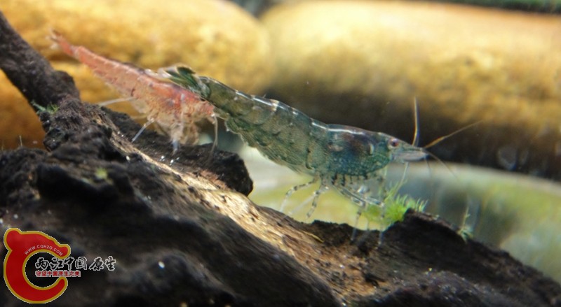 DSC02447 (800x439).jpg