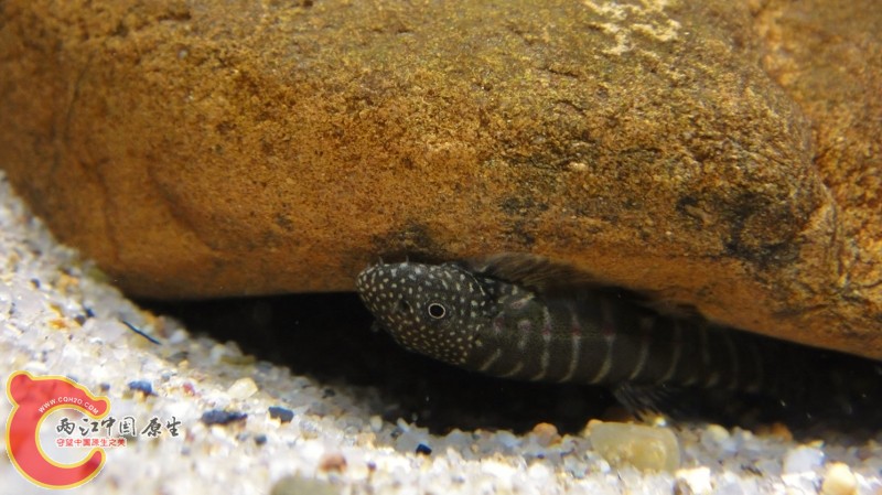 DSC02464 (800x449).jpg