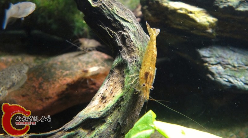 DSC02471 (800x445).jpg