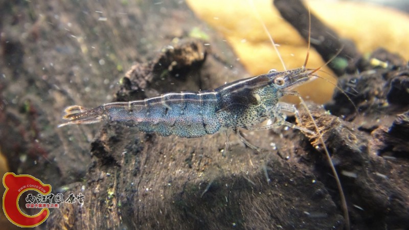 DSC02475 (800x451).jpg