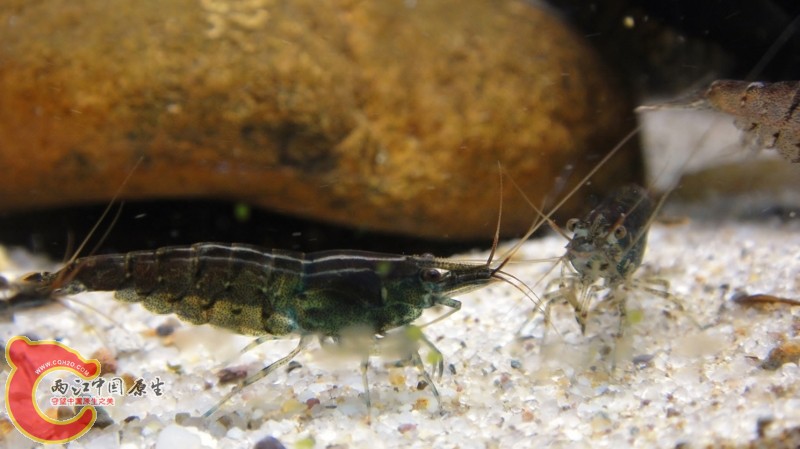 DSC02482 (800x449).jpg