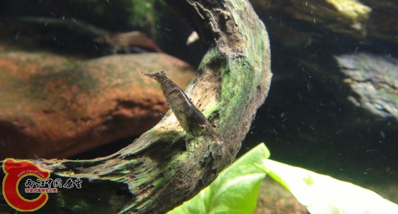 DSC02494 (800x432).jpg