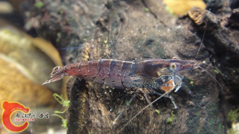 DSC02501 (800x451).jpg