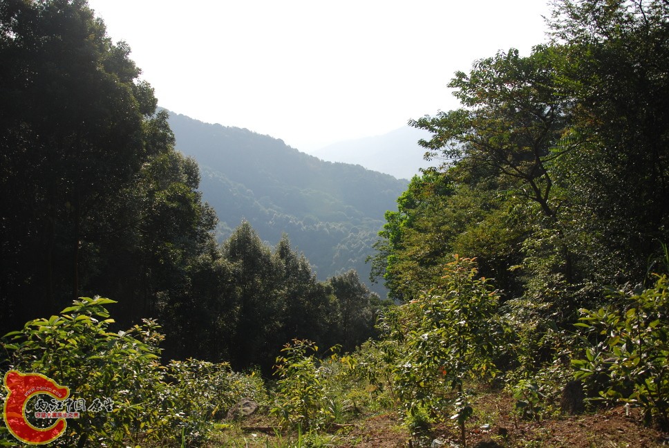 山景