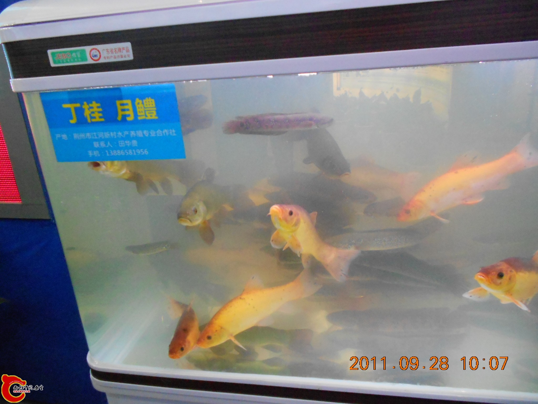 丁桂.jpg