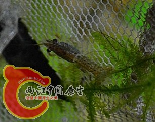 獒虾.jpg