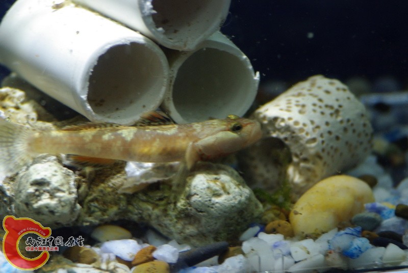 打架者之二，专门和下面那条斗，今天打了一架算是赢了。但估计会继续打。居然还攻击那条母虾虎。