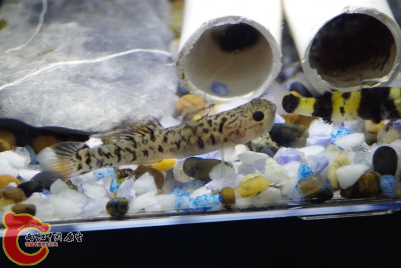 市场生还者之二，怕事，很有礼貌。