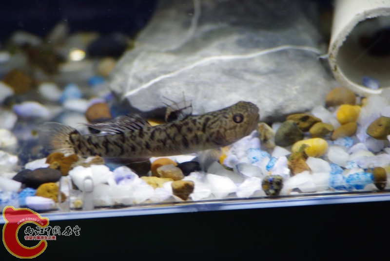 同样是它，会瞬间变色，颜色深浅跨度很大。