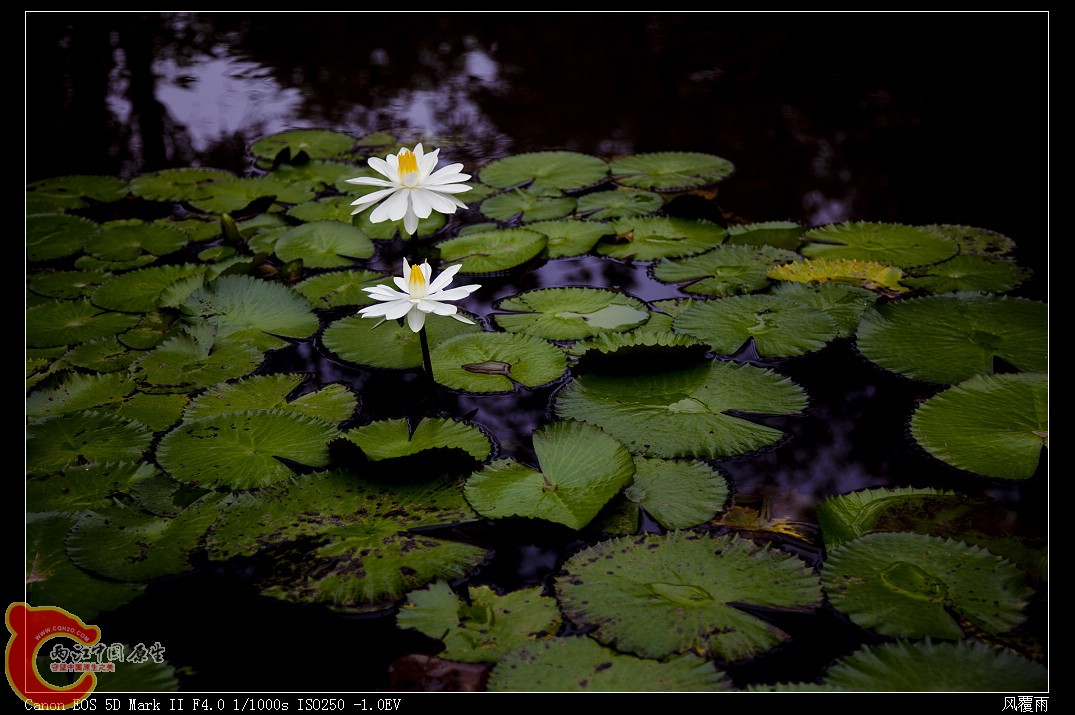 IMG_7945_nEO_IMG.jpg